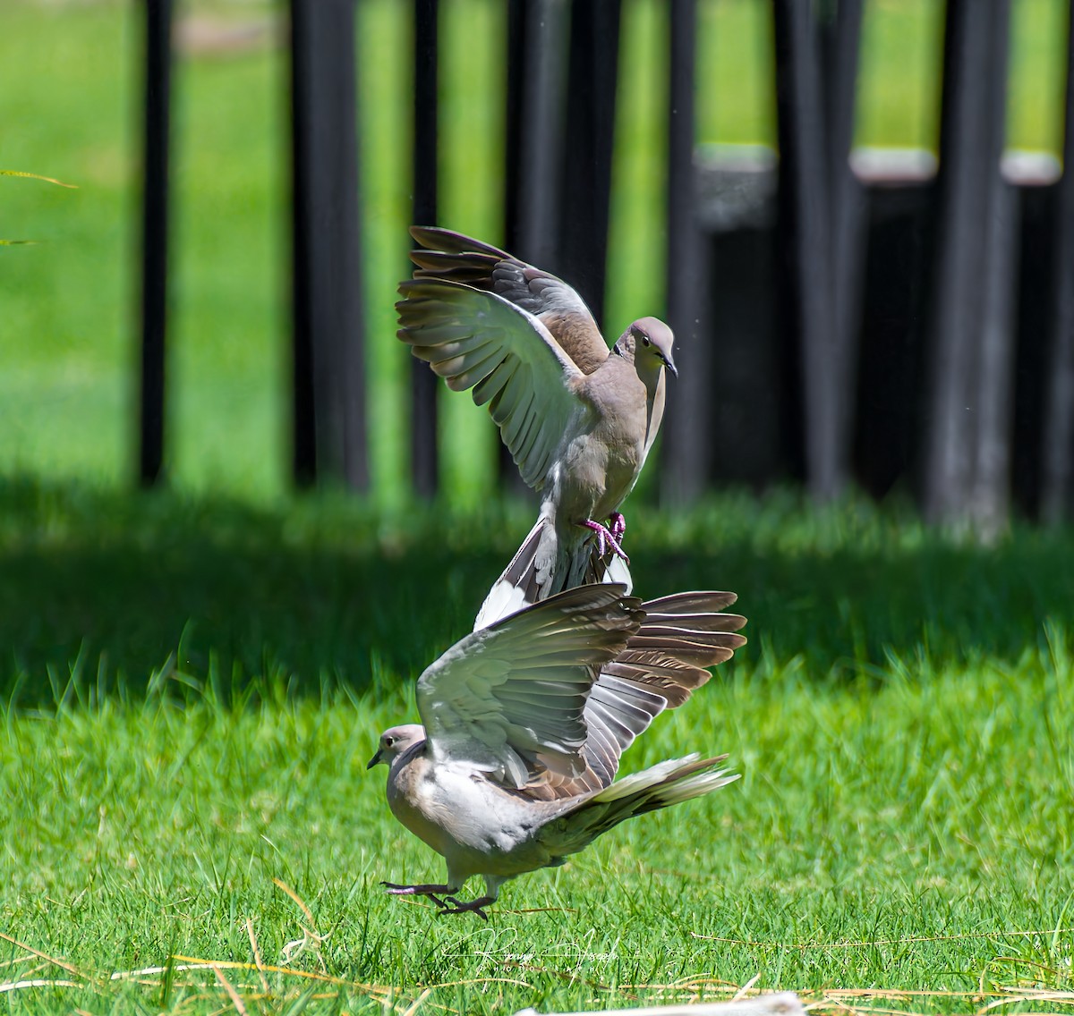 Eurasian Collared-Dove - ML620166215