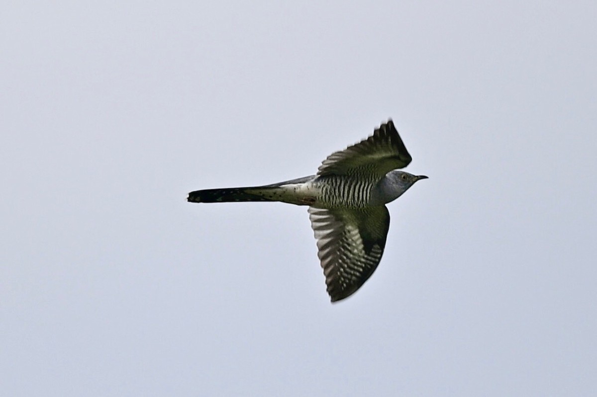 Common Cuckoo - ML620166240