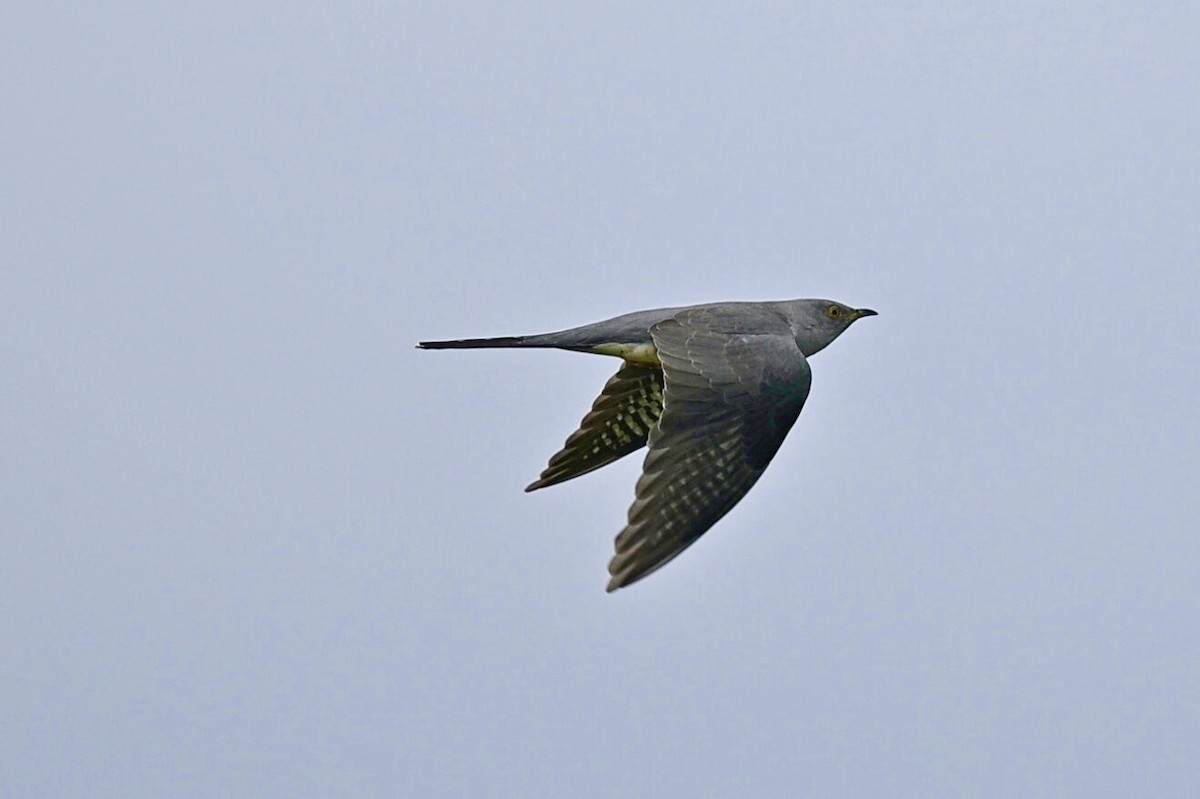 Common Cuckoo - ML620166241