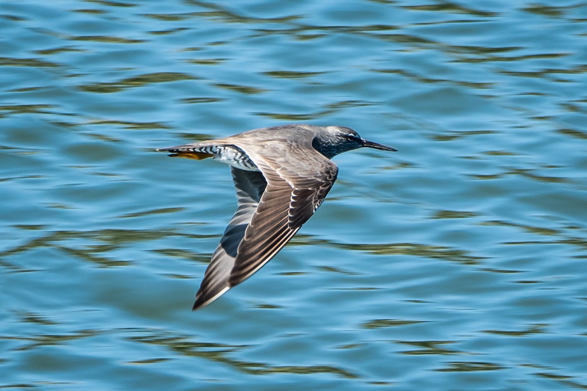 Wandering Tattler - ML620166247