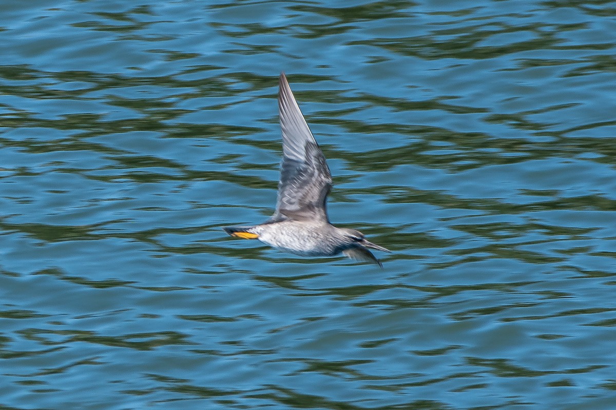 Wandering Tattler - ML620166248