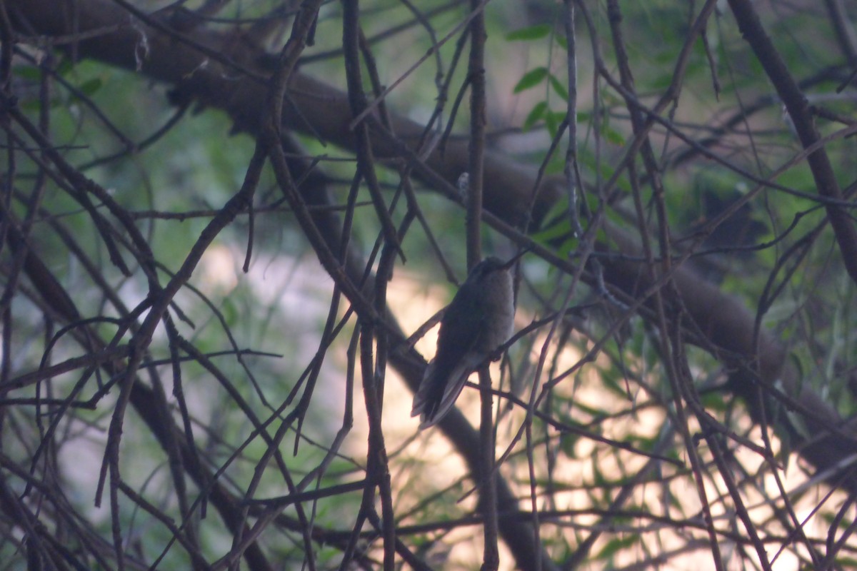 White-eared Hummingbird - ML620166254