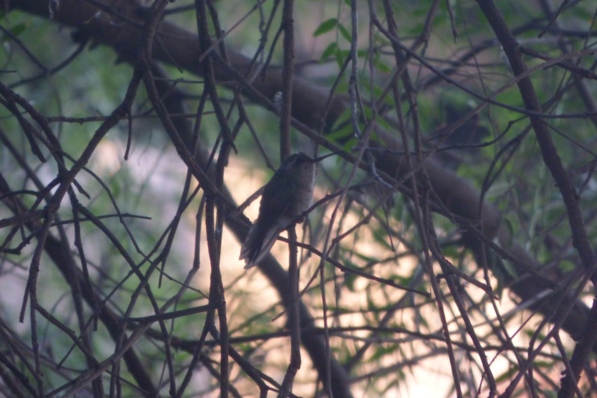 White-eared Hummingbird - ML620166255