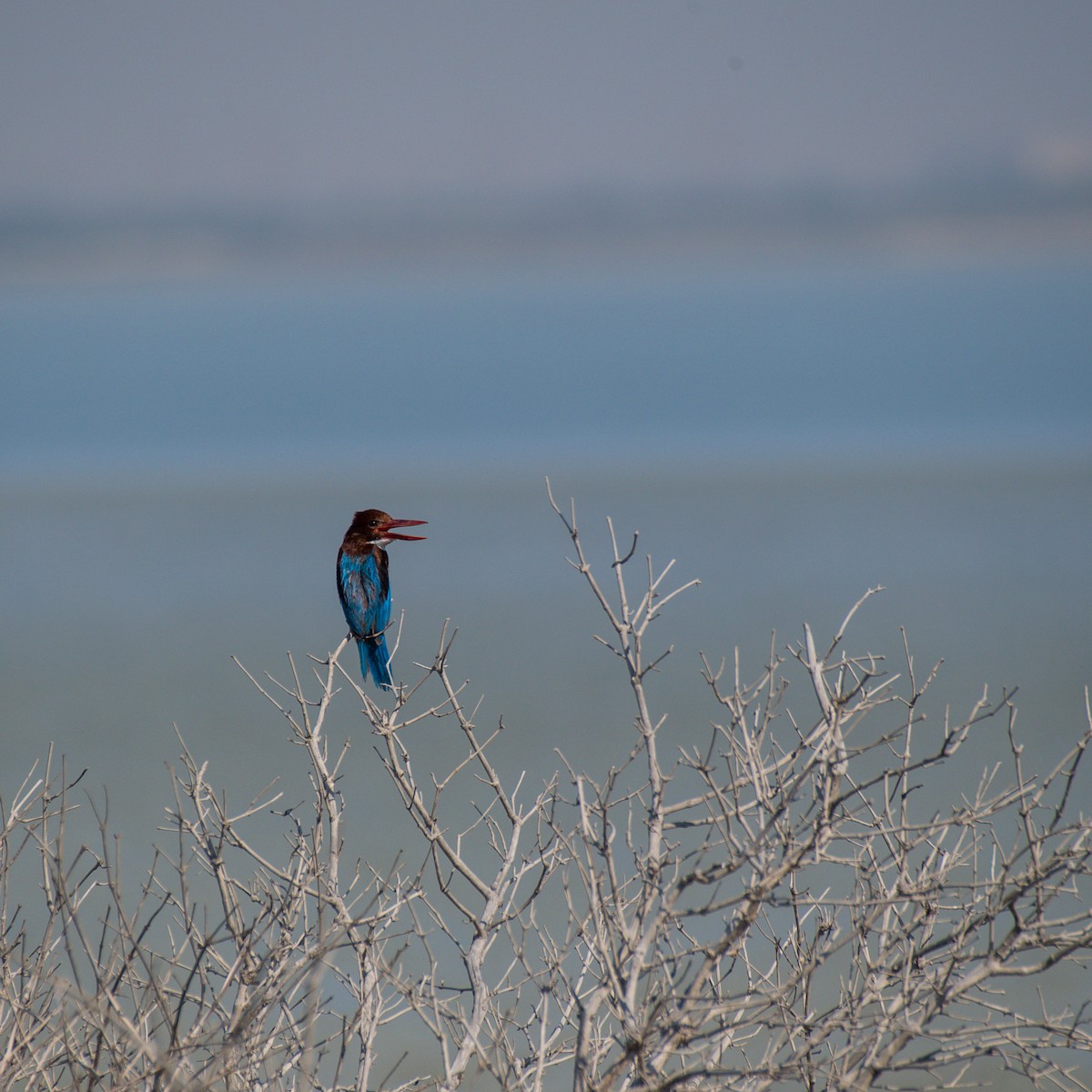 White-throated Kingfisher - ML620166261