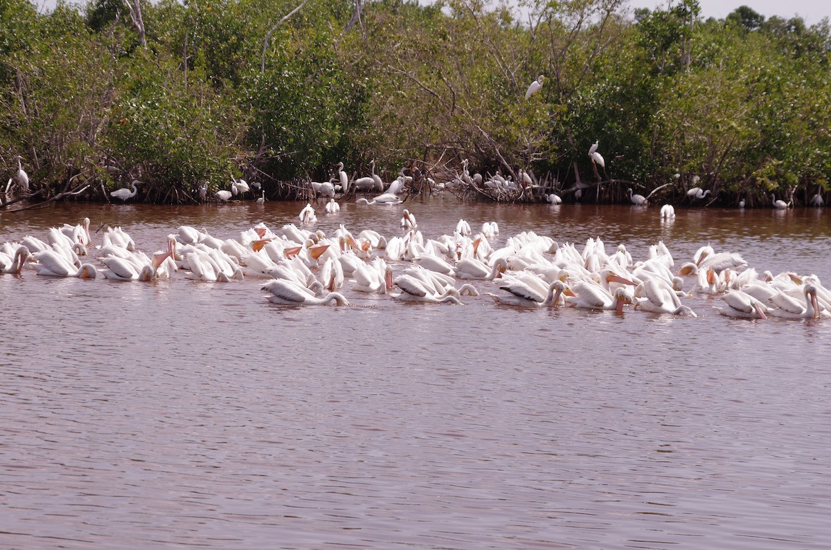 American White Pelican - ML620166264