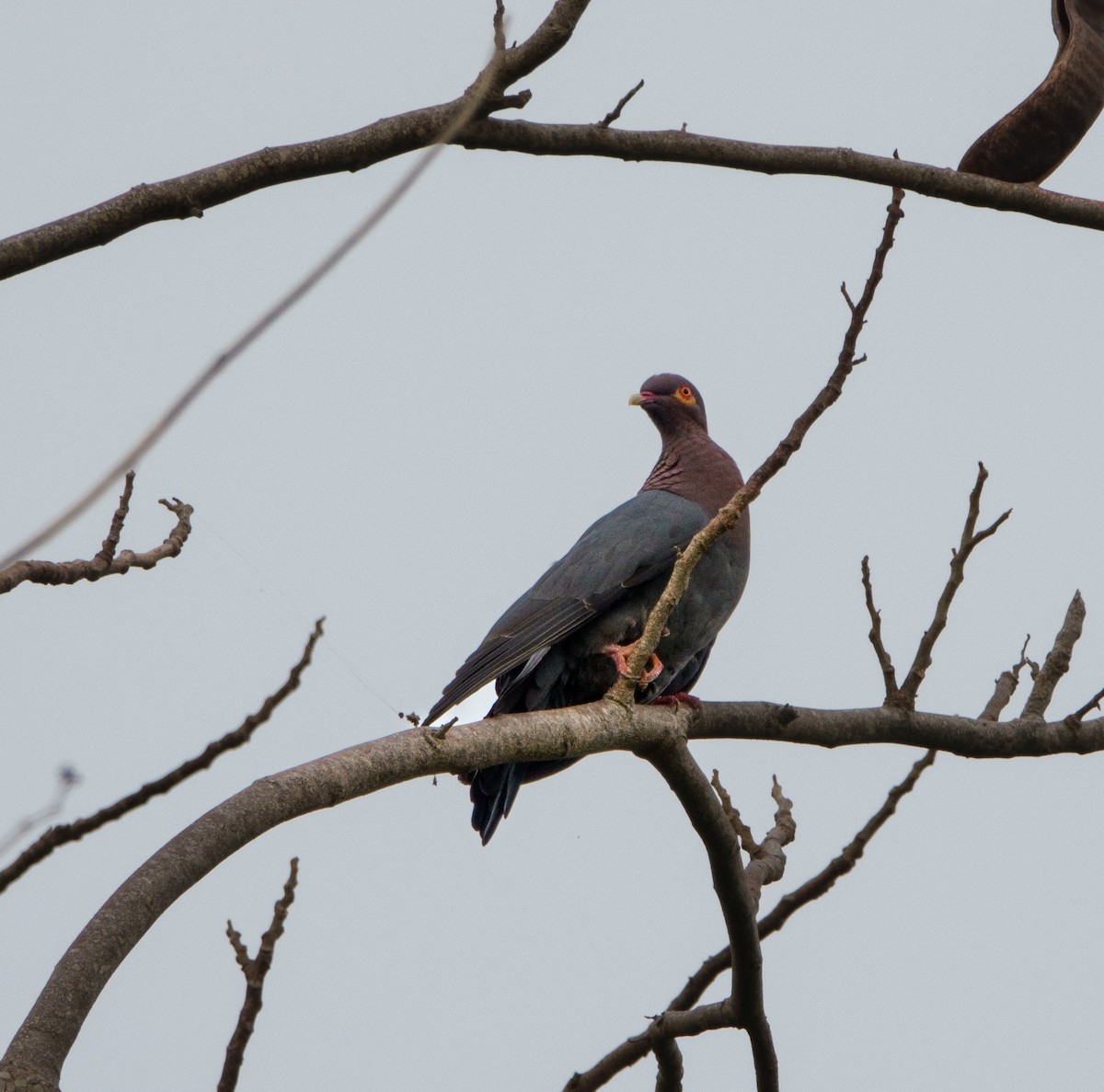Scaly-naped Pigeon - ML620166265