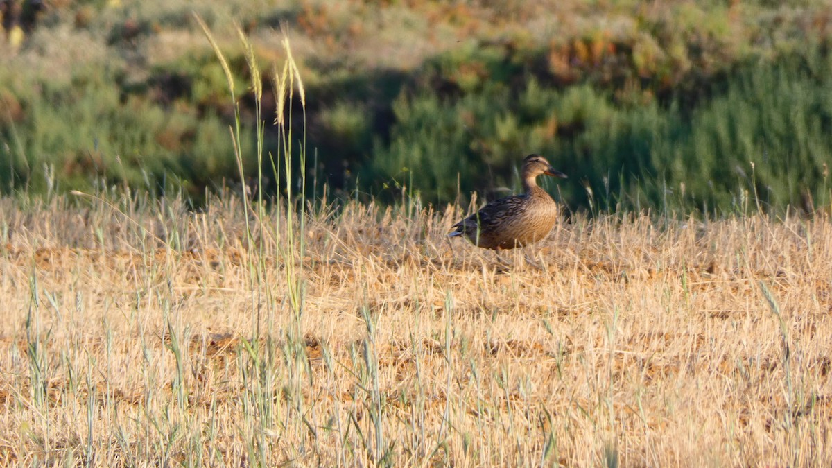 Mallard - ML620166278