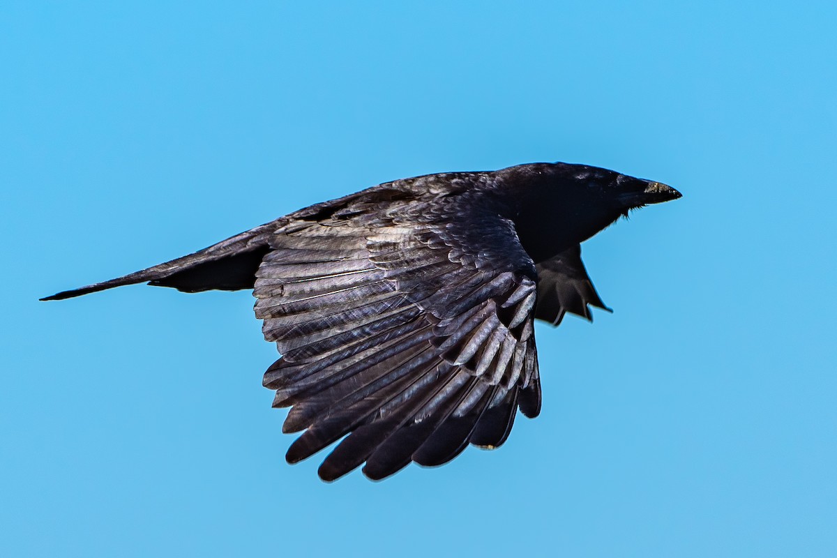 American Crow - ML620166288