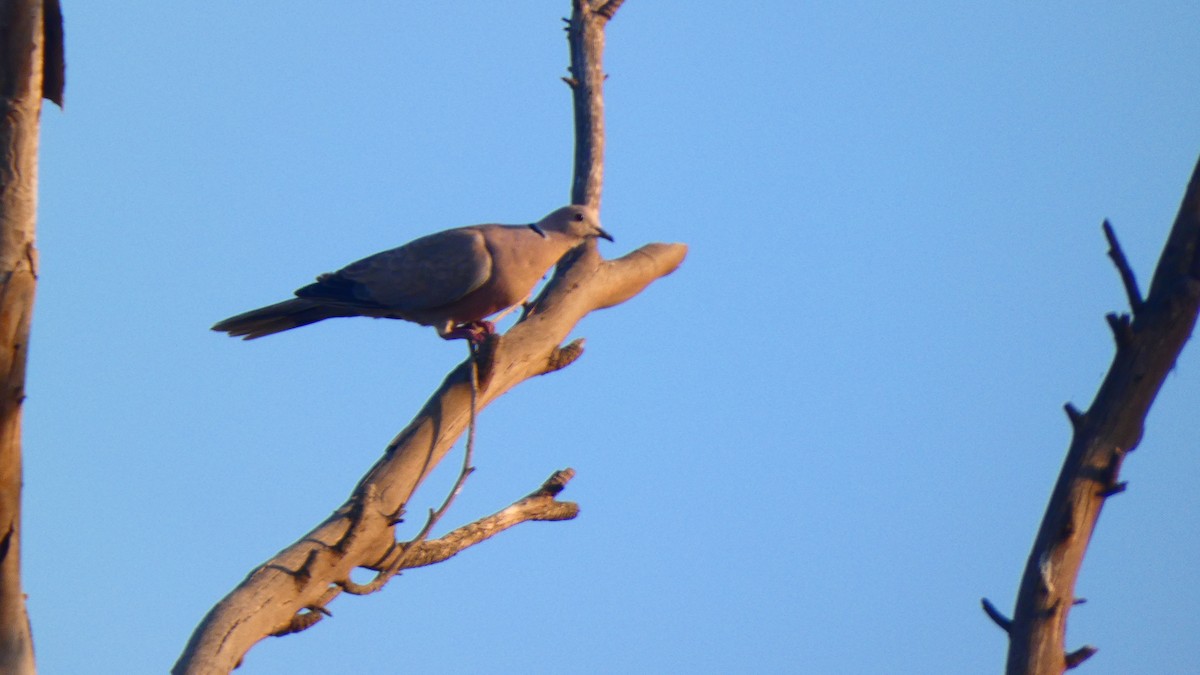 Eurasian Collared-Dove - ML620166294