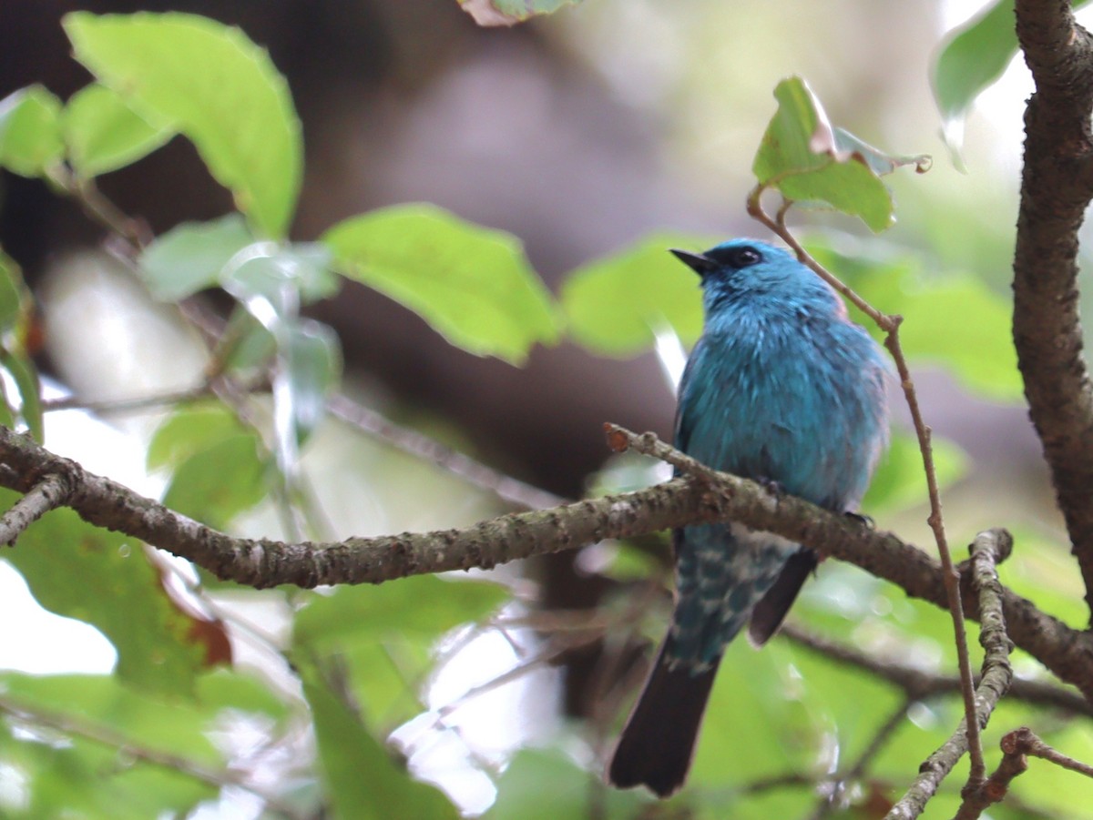 Verditer Flycatcher - ML620166299