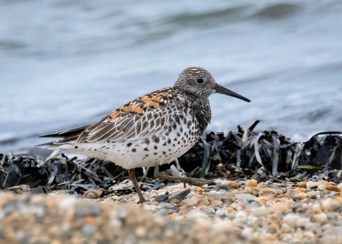 Great Knot - ML620166301