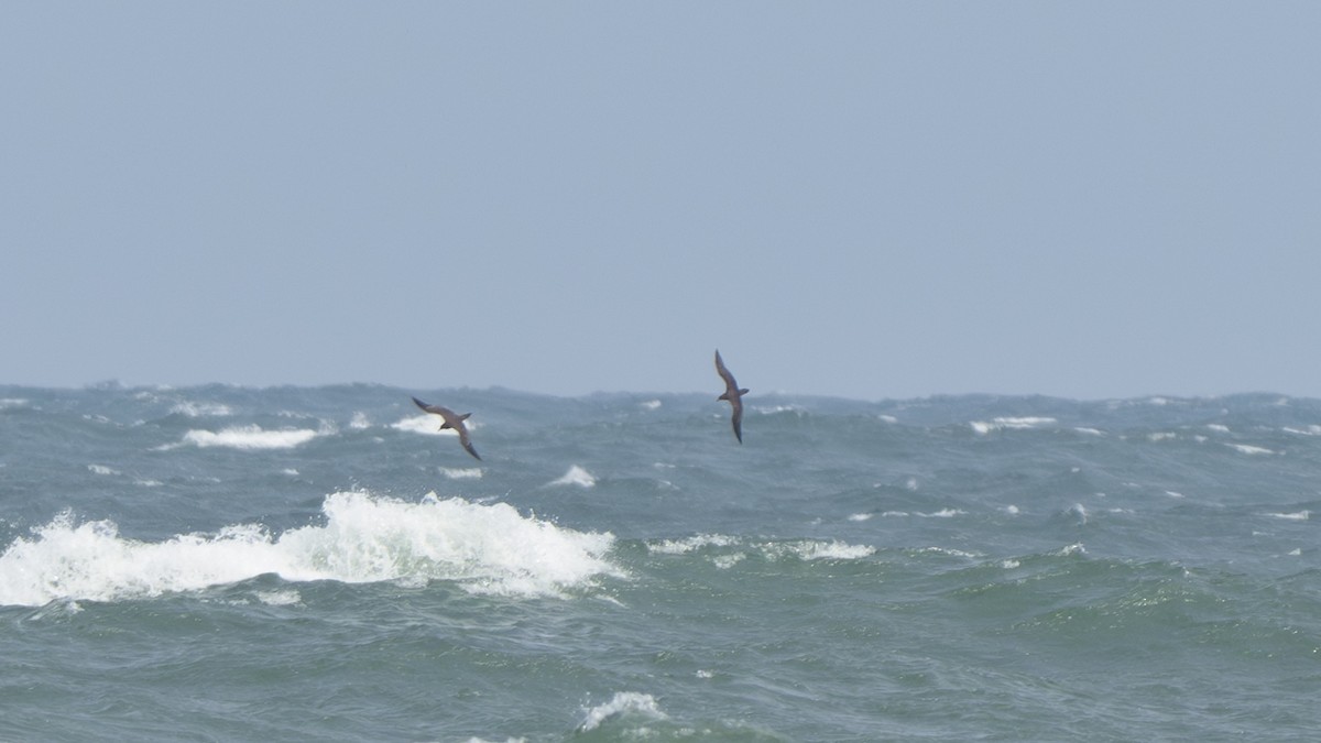 Wedge-tailed Shearwater - ML620166303