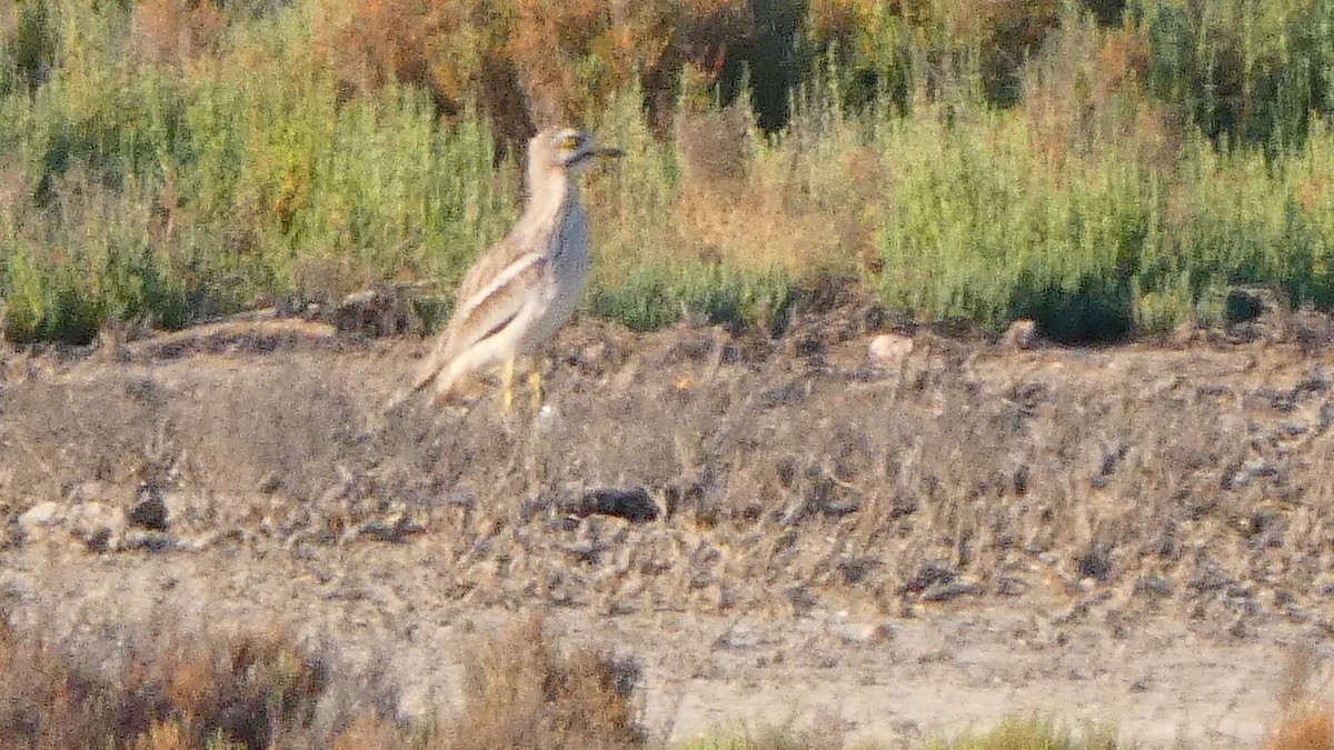 Eurasian Thick-knee - ML620166306