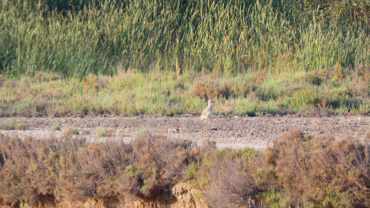 Eurasian Thick-knee - ML620166307