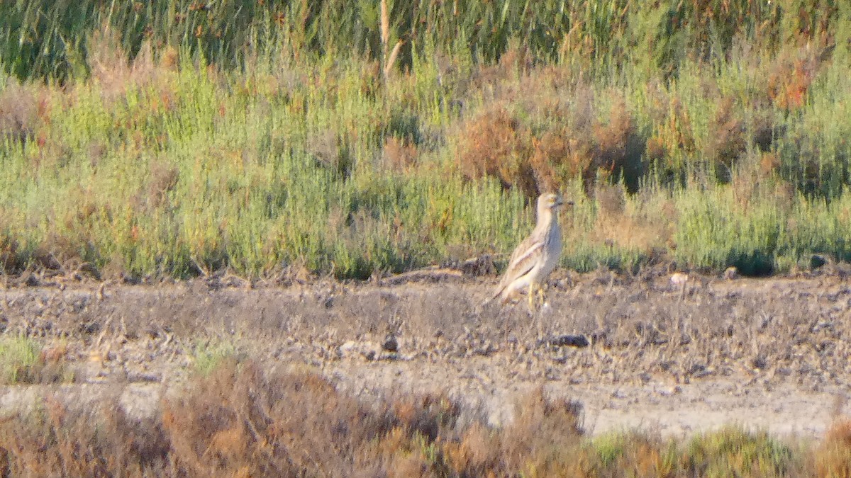 Eurasian Thick-knee - ML620166308