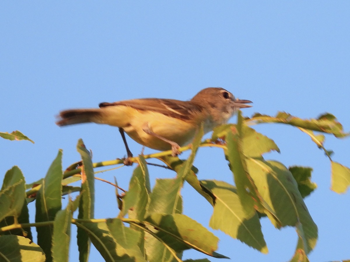 Bell's Vireo - ML620166314