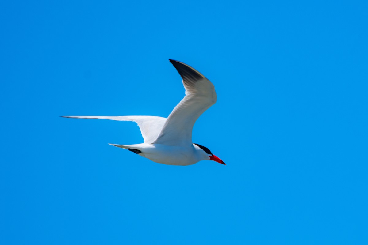 Caspian Tern - ML620166318