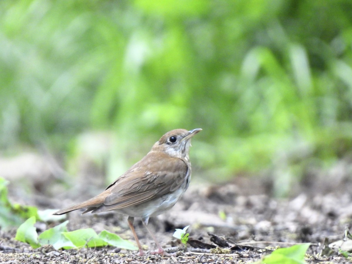 Veery - ML620166323