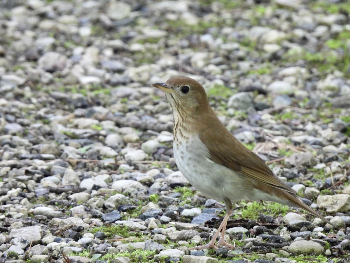 Veery - ML620166324