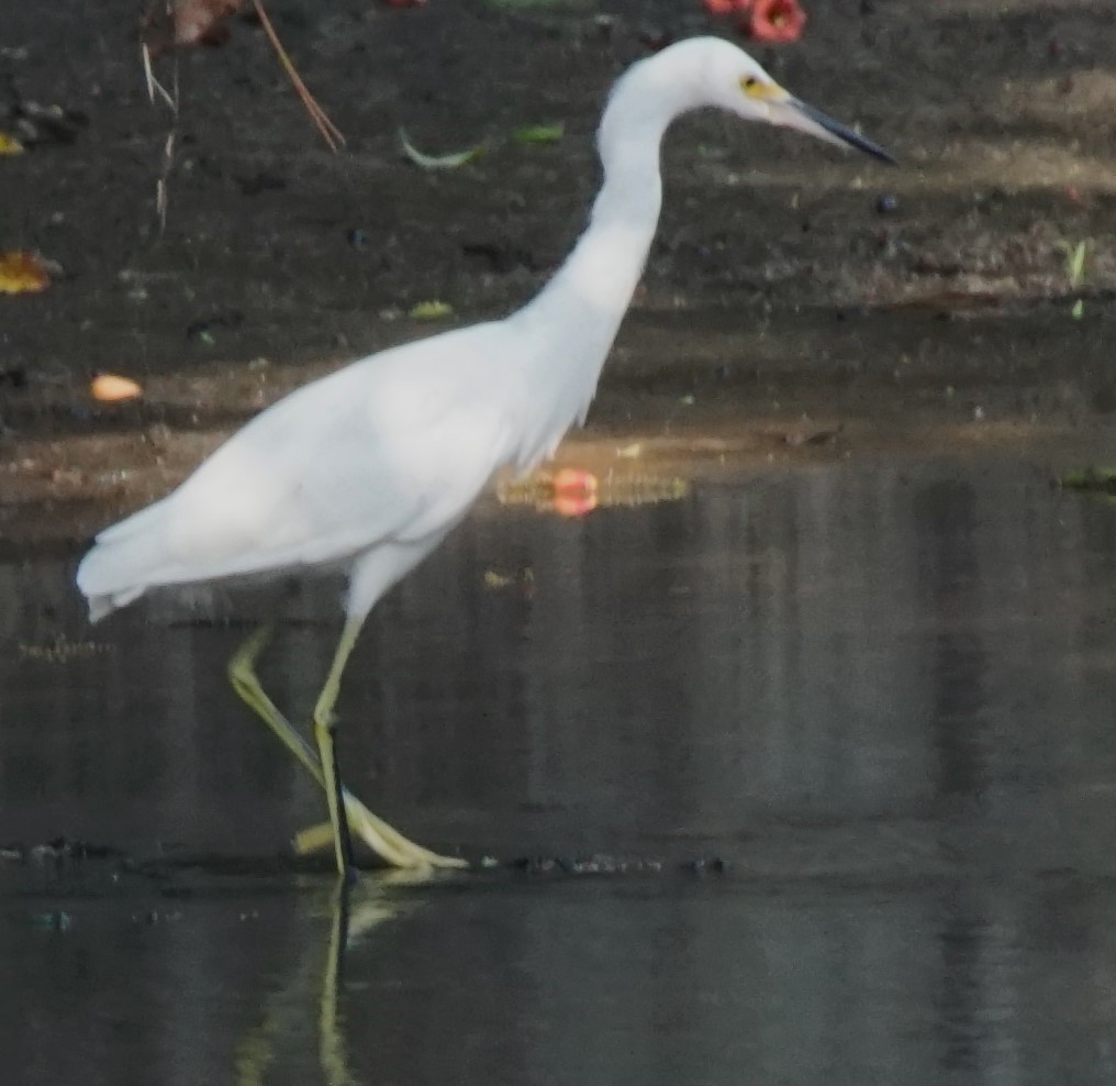 Aigrette neigeuse - ML620166325