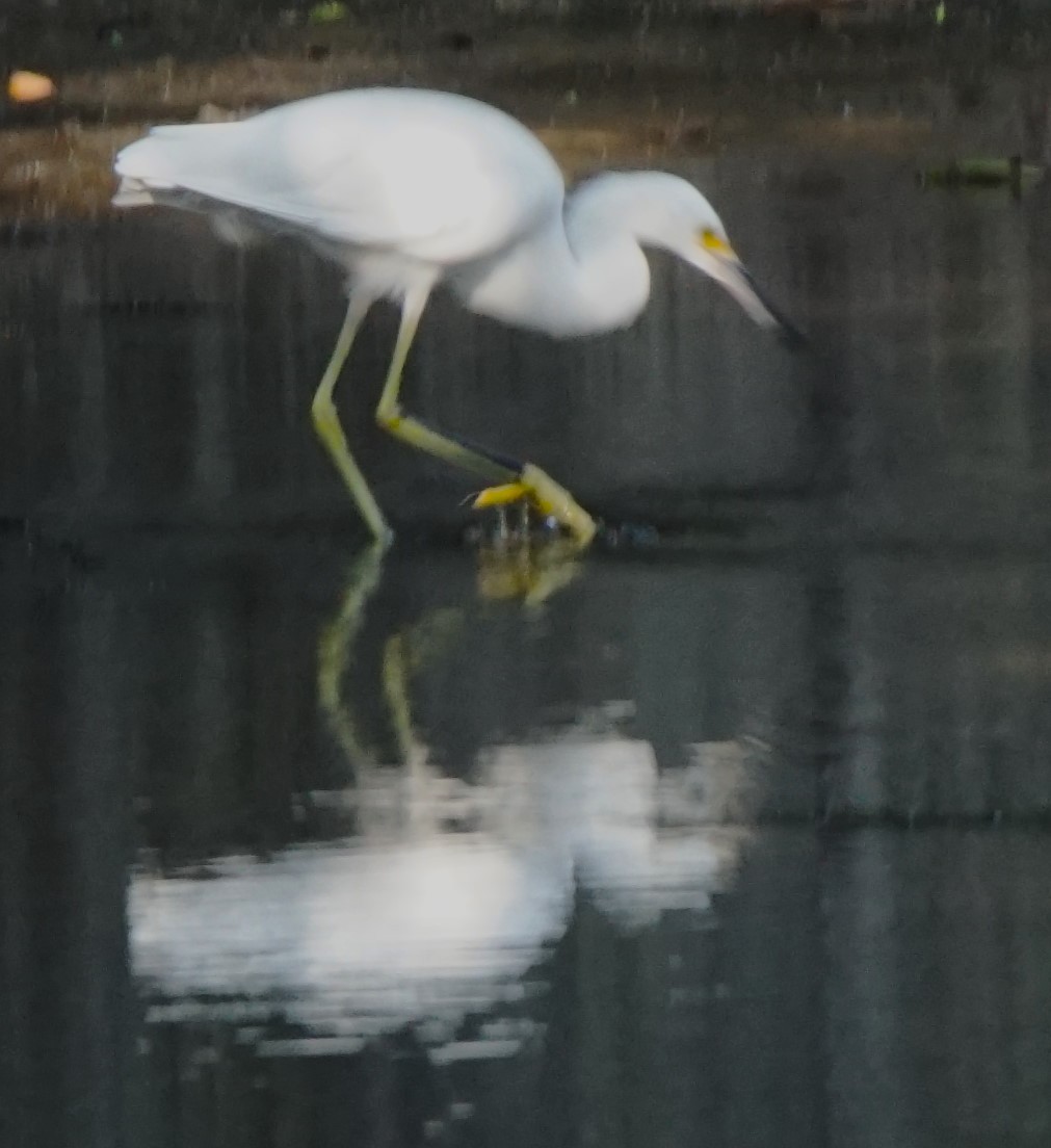 Snowy Egret - ML620166328