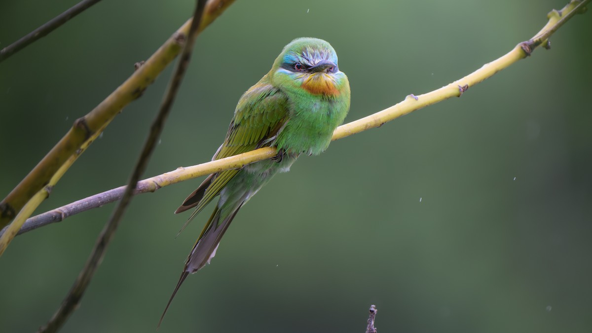 Blue-cheeked Bee-eater - ML620166329