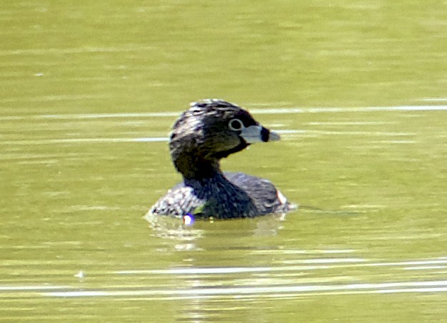 Pied-billed Grebe - ML620166333