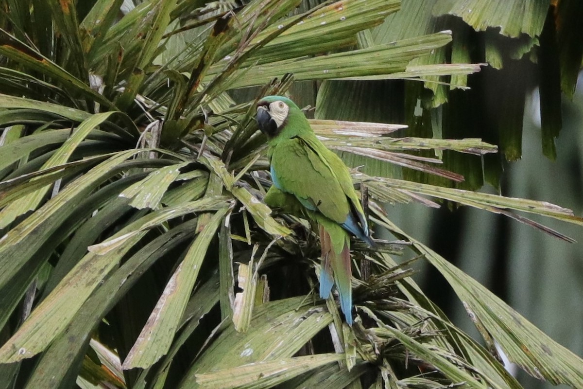 Chestnut-fronted Macaw - ML620166334