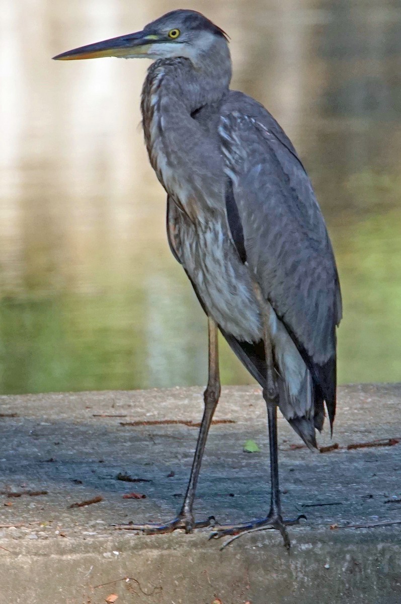 Great Blue Heron - ML620166349