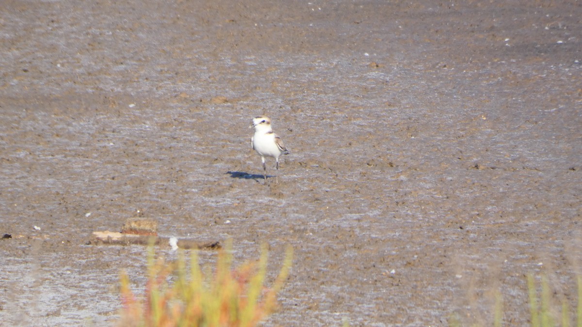 Kentish Plover - ML620166351