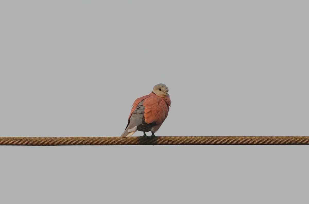 Red Collared-Dove - ML620166355