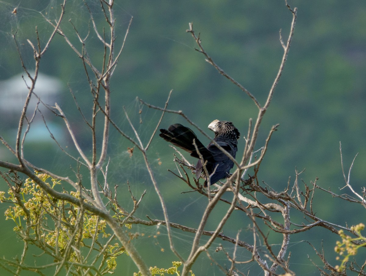 Smooth-billed Ani - Jared Satchell