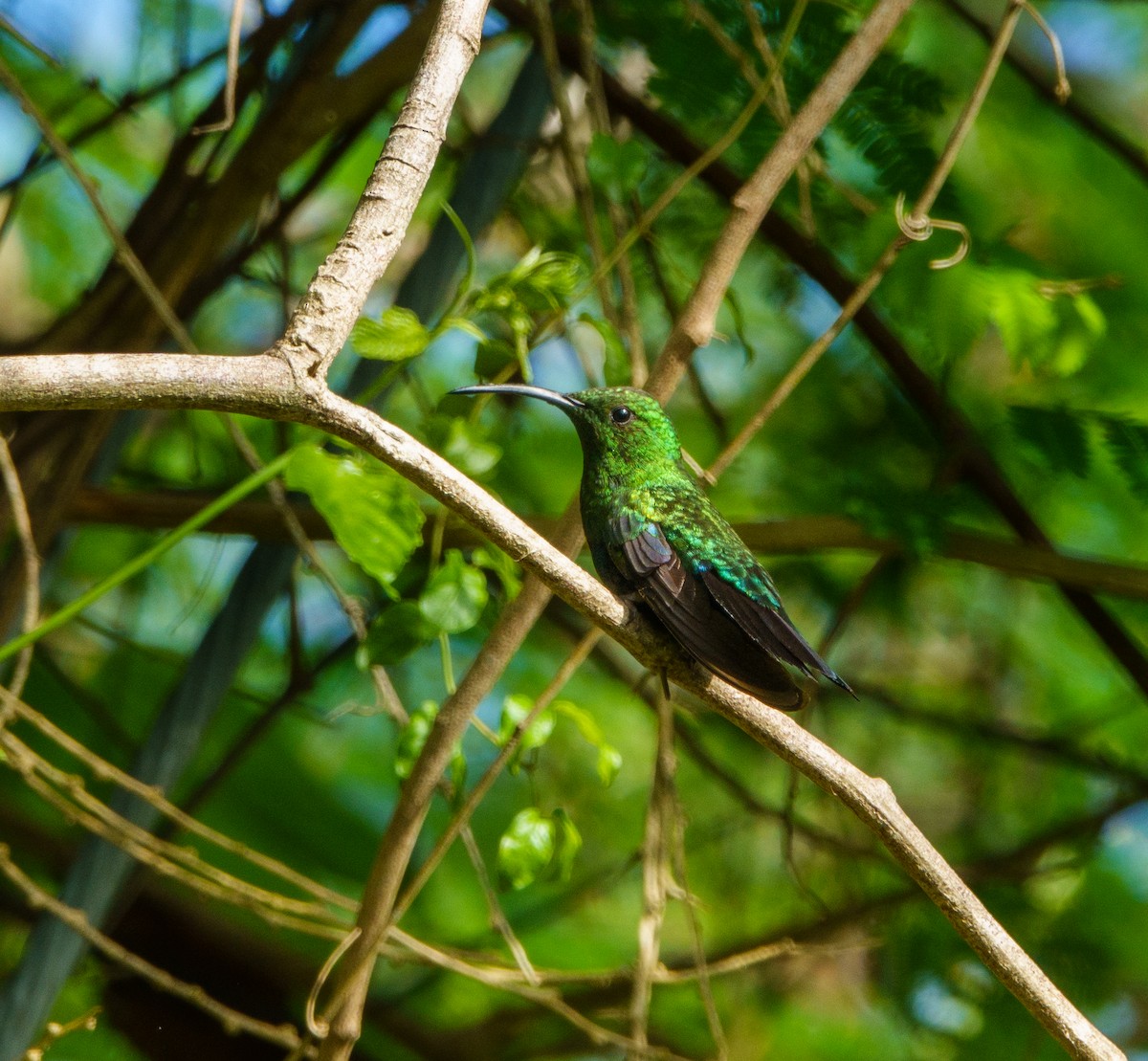 Blaustern-Antillenkolibri - ML620166372