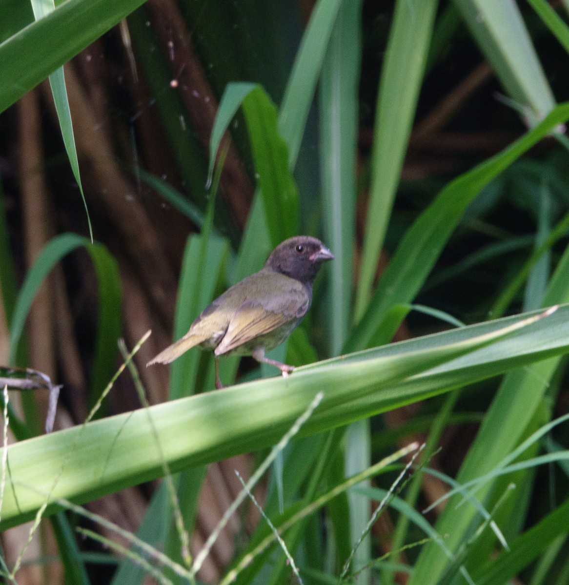 Black-faced Grassquit - ML620166381