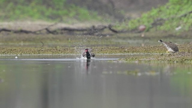 Red-wattled Lapwing - ML620166384