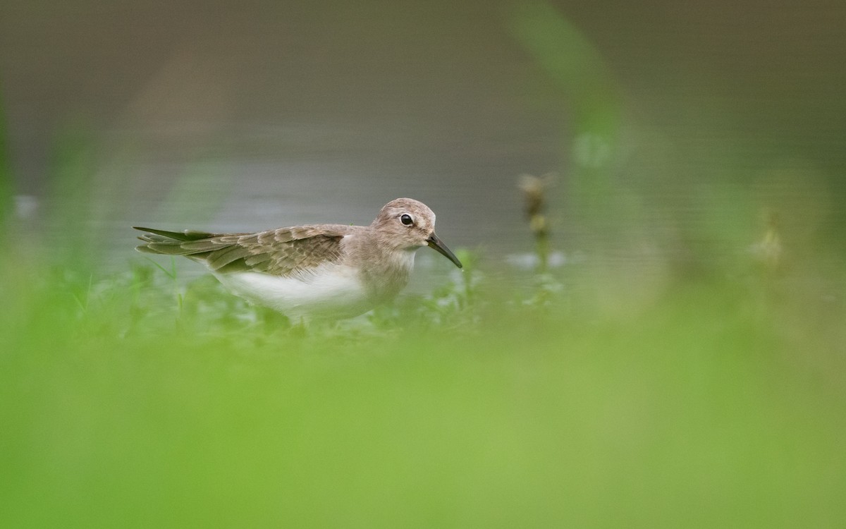 Temminck's Stint - ML620166389