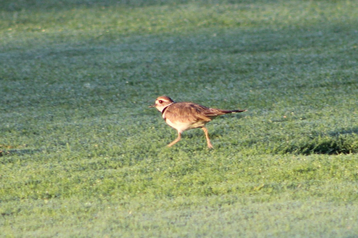 Killdeer - ML620166391