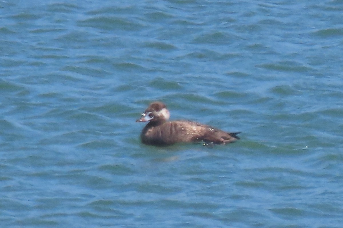 Surf Scoter - ML620166392