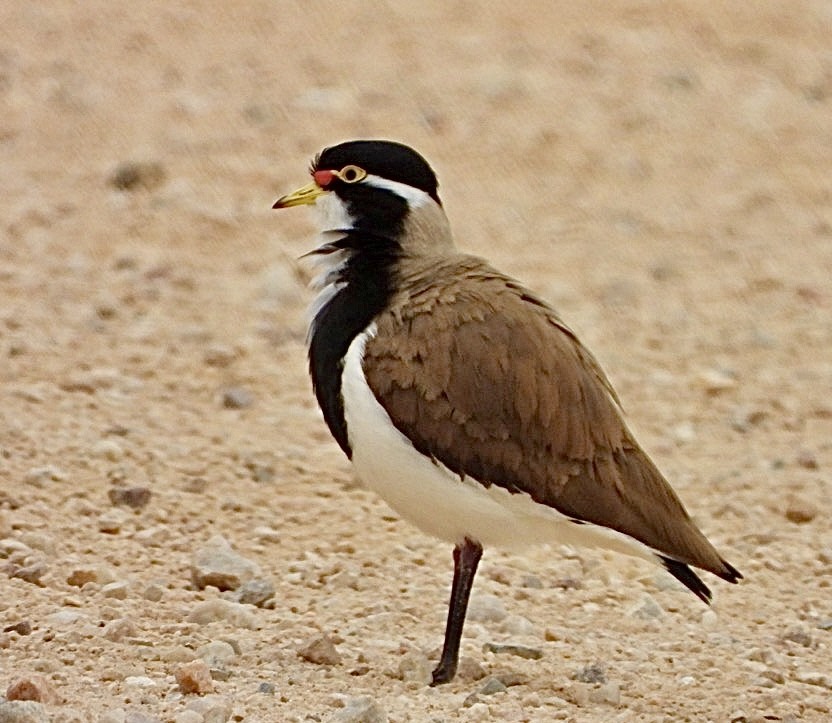 Banded Lapwing - ML620166400