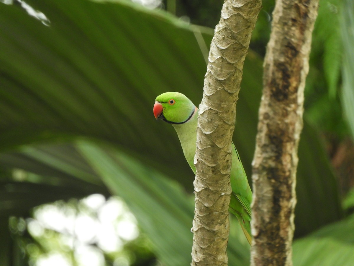 Rose-ringed Parakeet - Jorge Juan Rueda