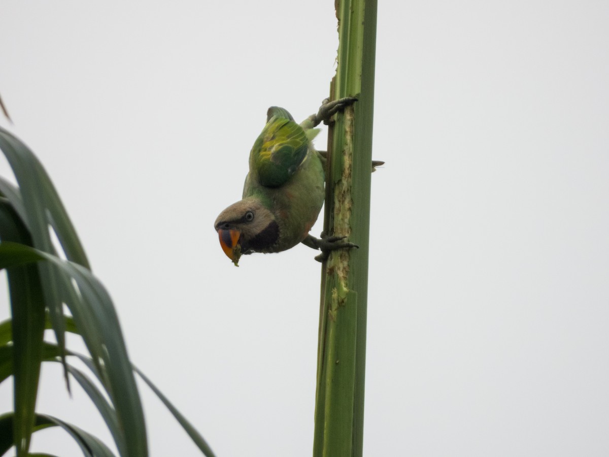 Red-breasted Parakeet - ML620166410