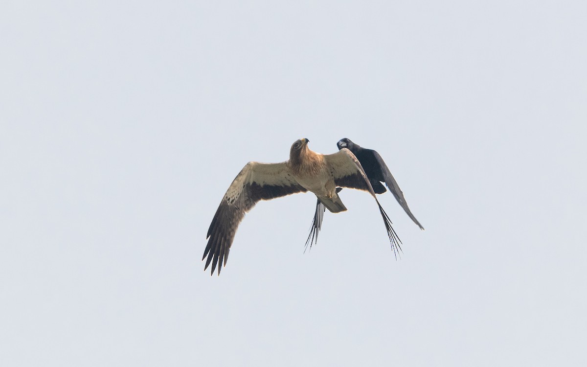 Booted Eagle - ML620166411