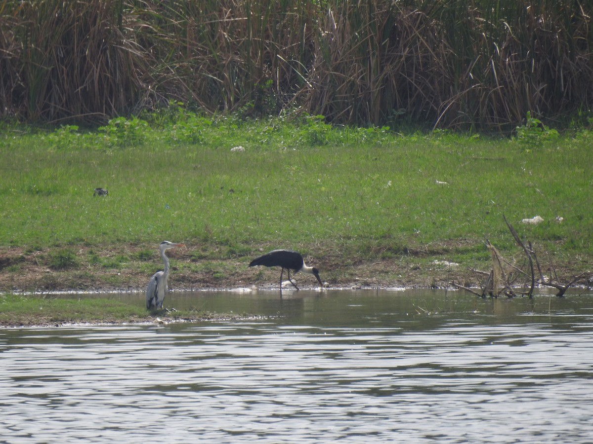 Asian Woolly-necked Stork - ML620166412