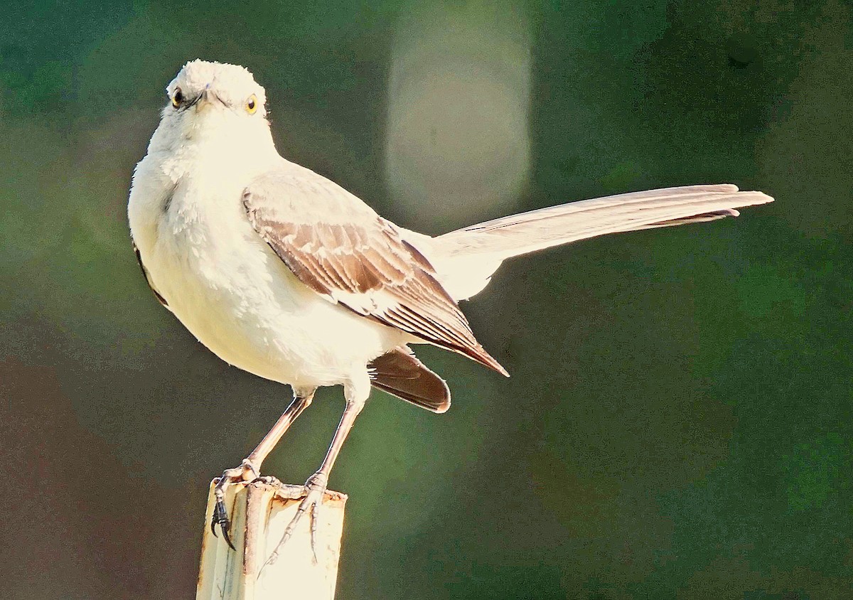 Northern Mockingbird - ML620166413