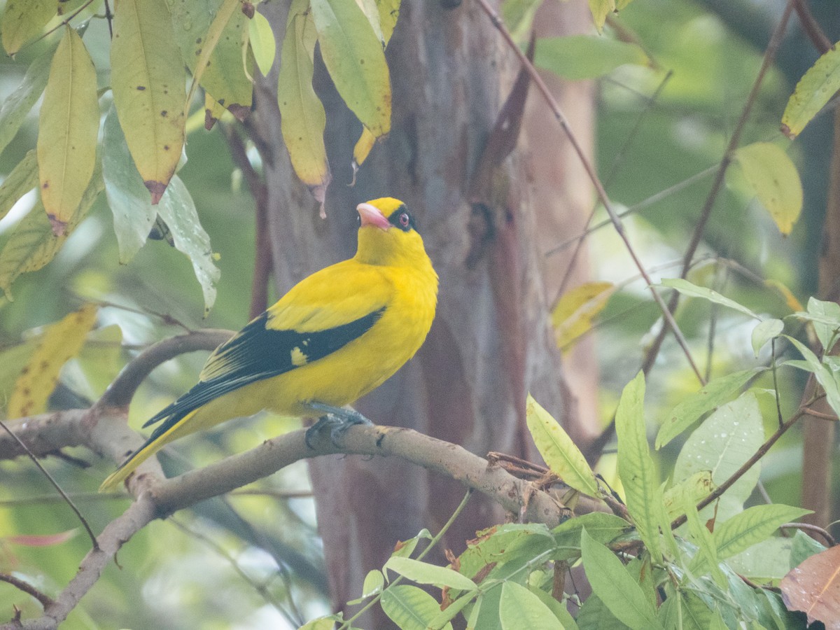 Black-naped Oriole - ML620166420