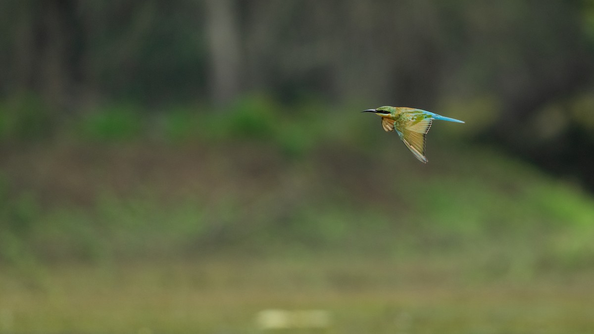Blue-tailed Bee-eater - ML620166421
