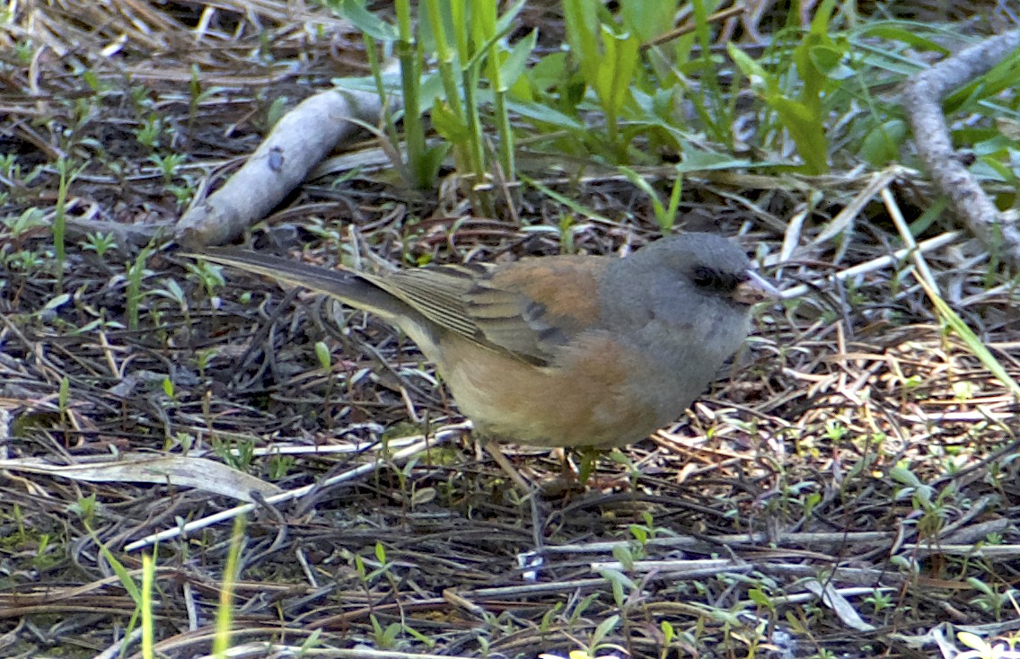 Junco ardoisé (mearnsi) - ML620166423