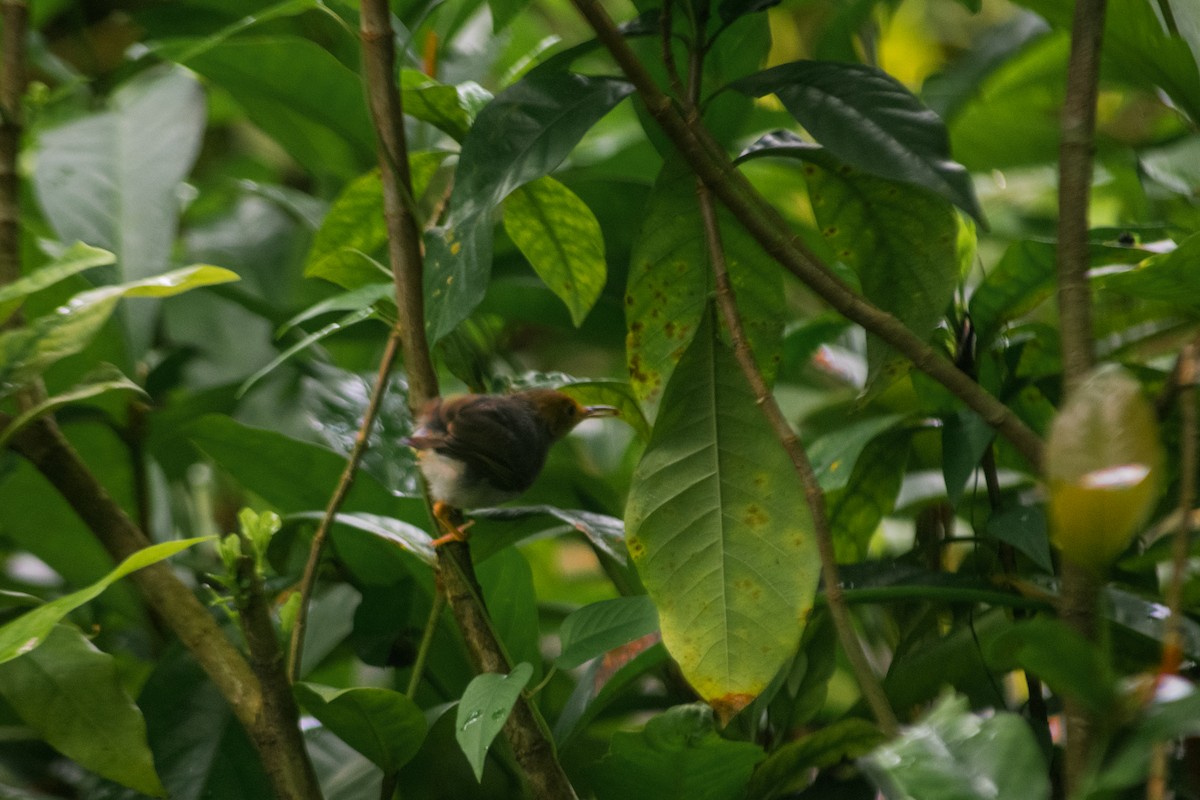 Ashy Tailorbird - ML620166429