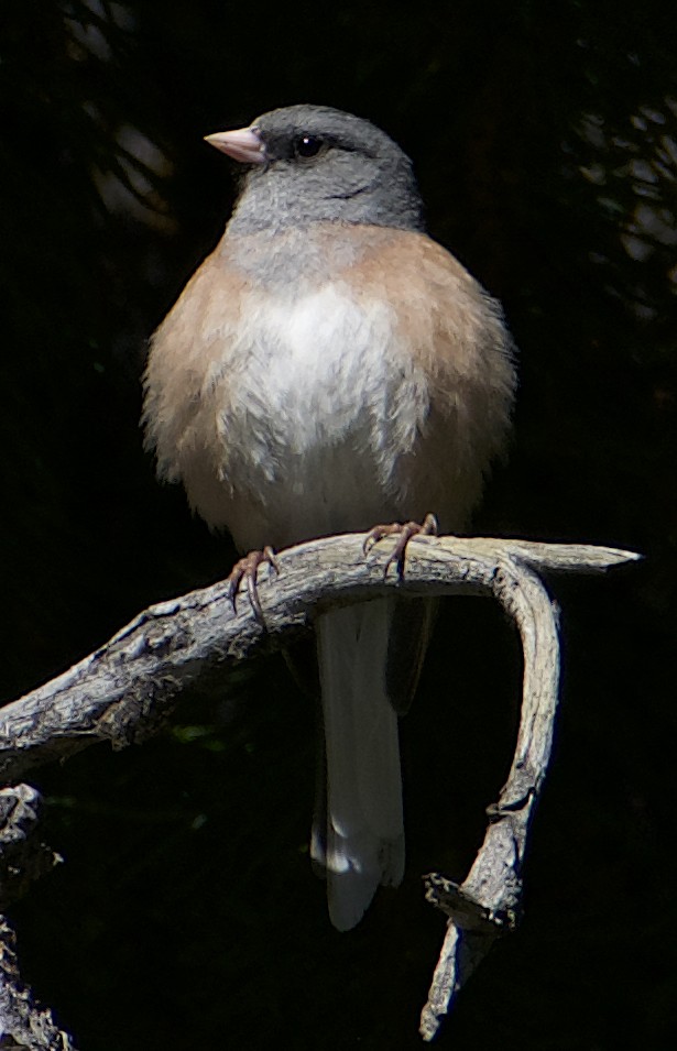 Junco ardoisé (mearnsi) - ML620166432