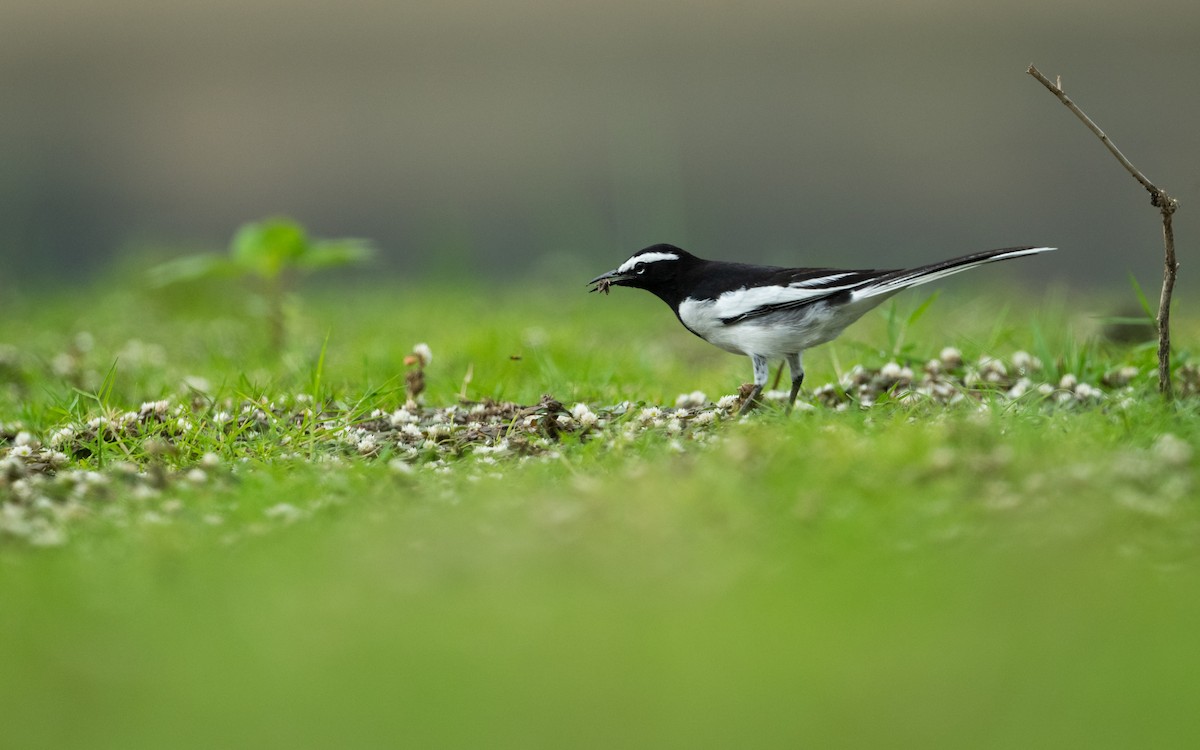 White-browed Wagtail - ML620166433